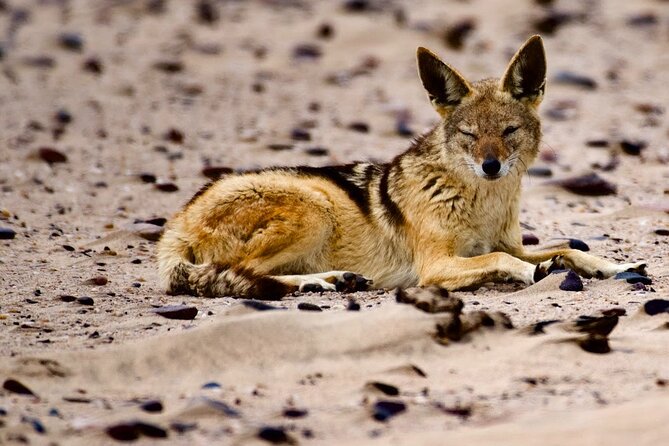 Sandwich Harbour Half Day Scenic Excursion - From Walvis Bay Lagoon to the salt works
