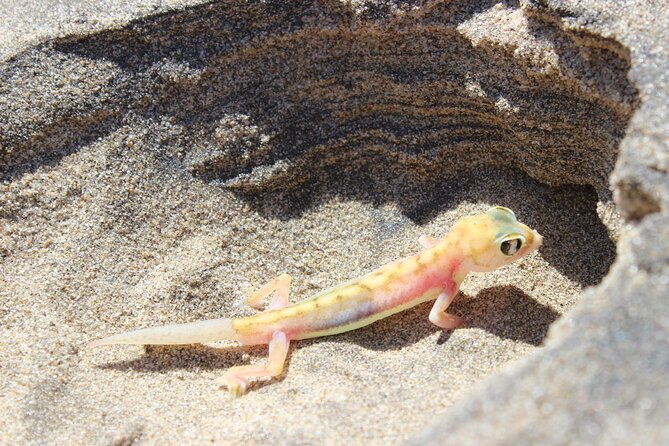 Sandwich Harbour Half Day Scenic Excursion - Crossing the Namib dunes in a 4x4