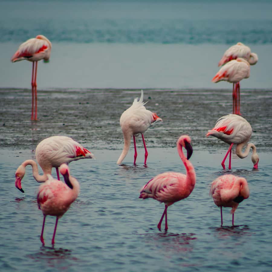 Sandwich Harbour Half Day Tour - Why Sandwich Harbour is worth the half-day