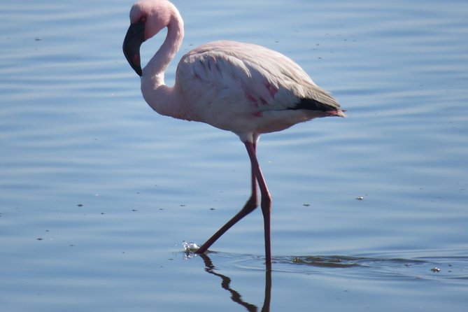 Sandwich Harbour Tour - Pelgrim Tours - Birds, wildlife, and the desert picnic
