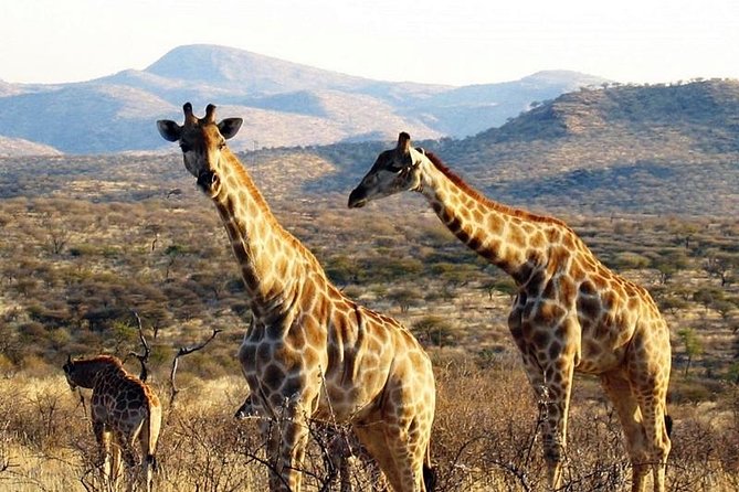 Scenic Game Drive Activity - From Windhoek to Düsternbrook in one afternoon