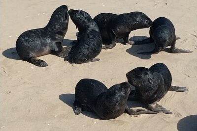 Seal Kayaking at Pelican Point from Swakopmund