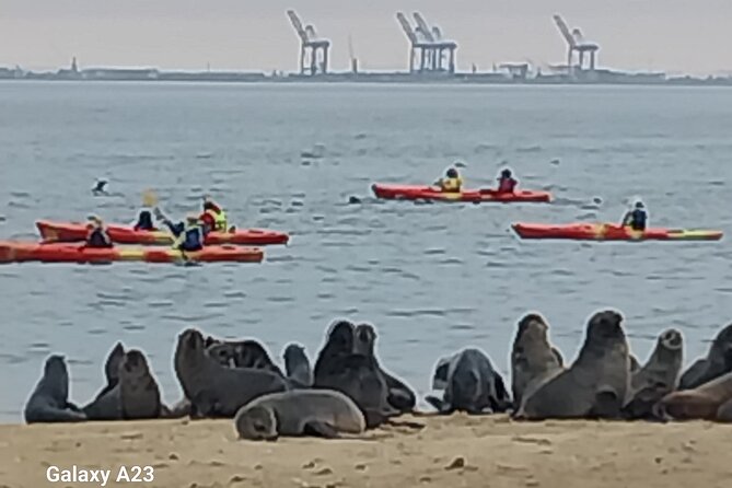 Seal Kayaking at Pelican Point from Swakopmund - Who will get the most from this tour