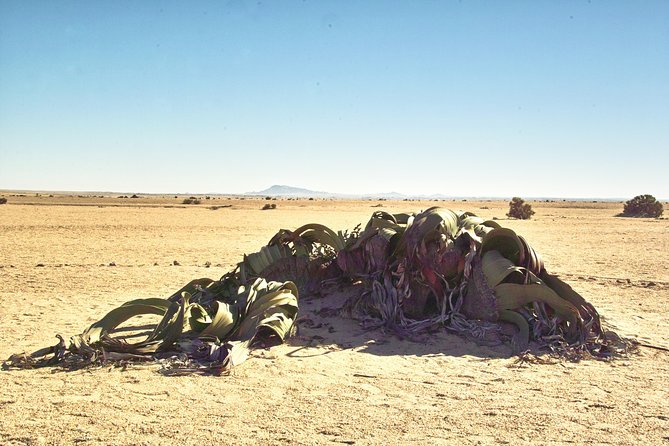 Shore Excursion - Flamingos ,Dune7,Welwitschia, Moonlandscape,Oasis,Swakopmund. - Small group benefits, with one transport warning
