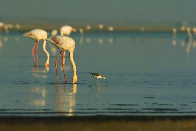 Shore Excursion - Flamingos ,Dune7,Welwitschia, Moonlandscape,Oasis,Swakopmund. - What to bring and what to budget