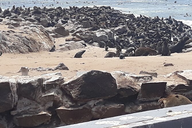 Skeleton Coast Cape Cross Seal colony Tour - Why Cape Cross is worth the drive from Swakopmund