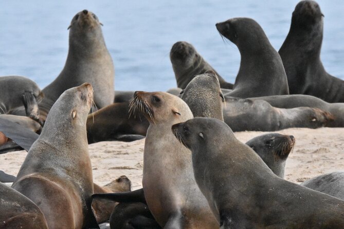 Skeleton Coast Cape Cross Seal colony Tour - The Gallows monument and a changing coastal landmark