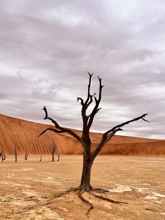 Sossusvlei: Day Trip - Dune 45 brings the first big view