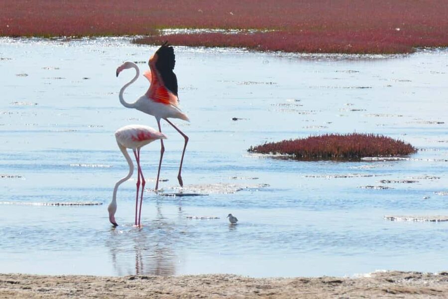 swakopmund city tour dune 7 pink lake pink flamingos - Museum and National Crystal Gallery: useful extras