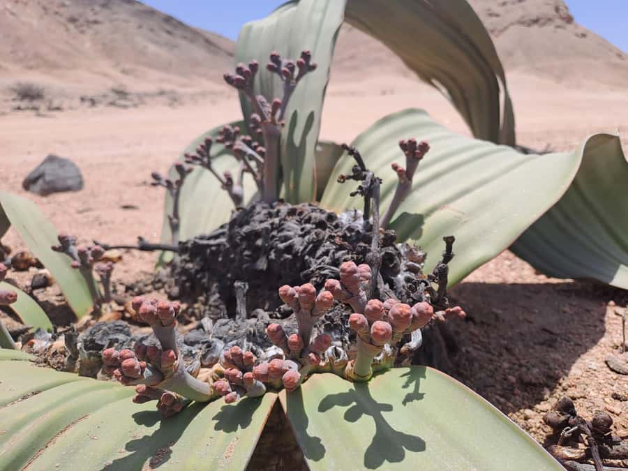 Swakopmund: Moon Valley and Namib Desert Welwitschia Tour - Why Moon Valley is worth a half-day from Swakopmund