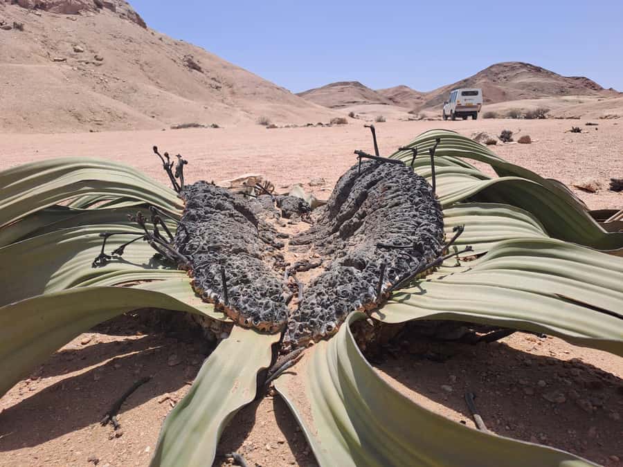 Swakopmund: Moon Valley and Namib Desert Welwitschia Tour - Welwitschia mirabilis: the plant that shapes the visit