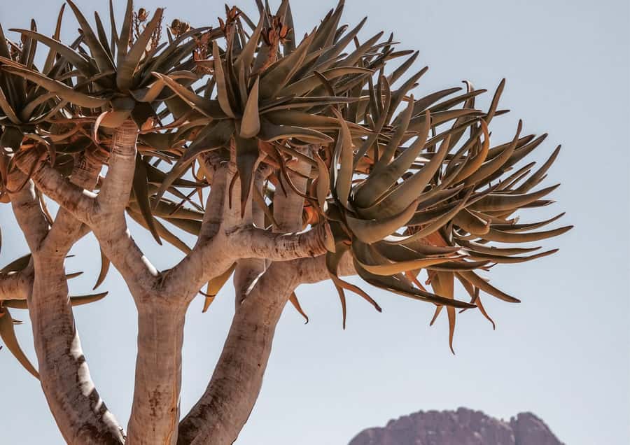 Swakopmund/Walvis Bay: Spitzkoppe Mountains - Timing, comfort, and who should book