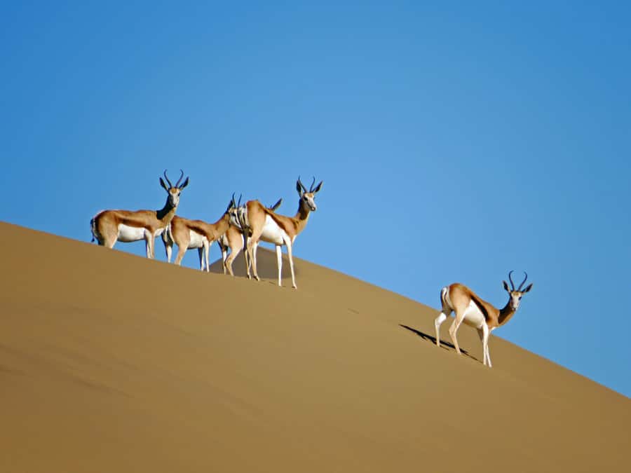 Walvis Bay: 4x4 Desert Excursion to Sandwich Harbour Bay - The beach route to Sandwich Harbour