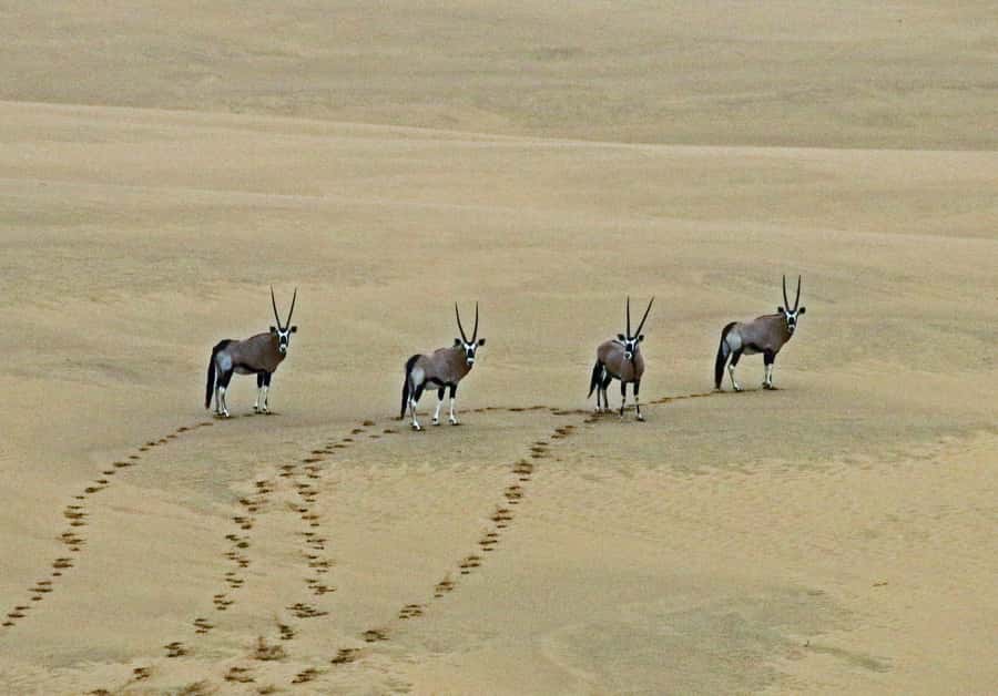 Walvis Bay: 4x4 Desert Excursion to Sandwich Harbour Bay - The 4x4 ride: thrilling, not gentle