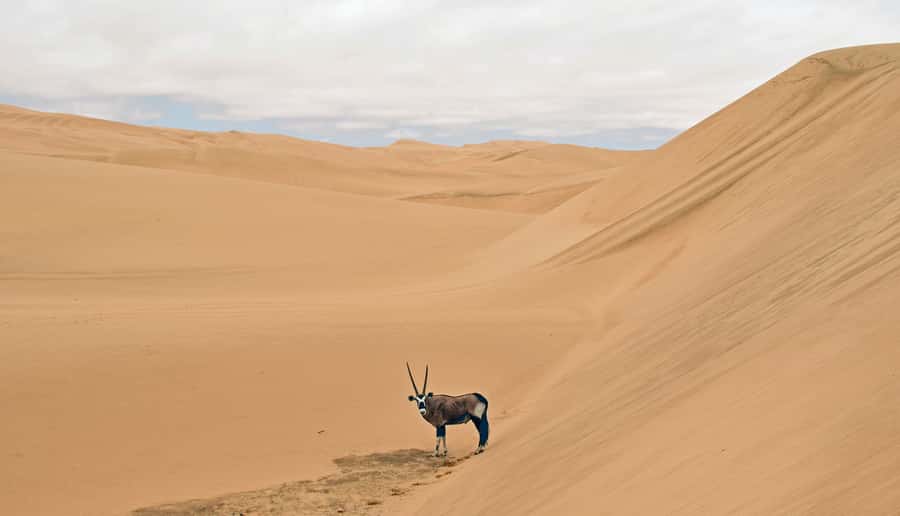 Walvis Bay: 4x4 Desert Excursion to Sandwich Harbour Bay - Oysters and sparkling wine above the Atlantic