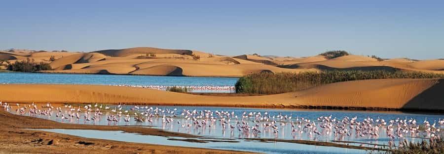 Walvis Bay and Sandwich Harbour Tour - Sandboarding and the thrill of the 4x4