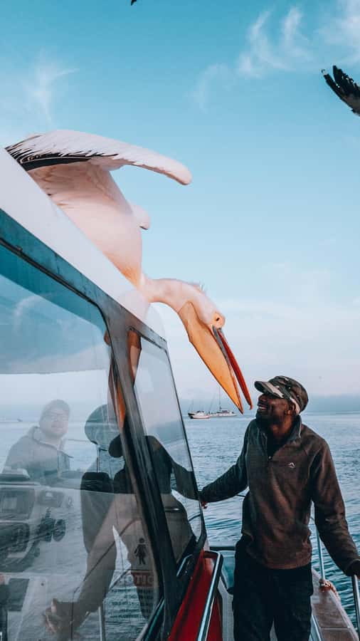 Walvis Bay: Dolphin Cruise, Pink Lakes and 4x4 Dune Drive - Who will enjoy this day most