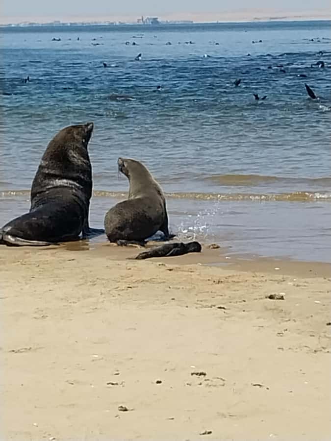 Walvis Bay: Kayaking and Sandwich Harbour Full-Day Tour - One day, two very different Namibias