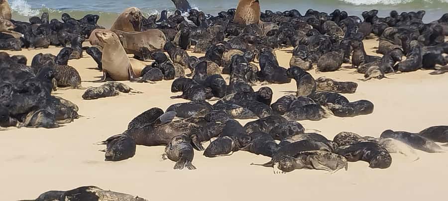 Walvis Bay: Kayaking and Sandwich Harbour Full-Day Tour - The dune ride: thrilling, rough, and not for everyone