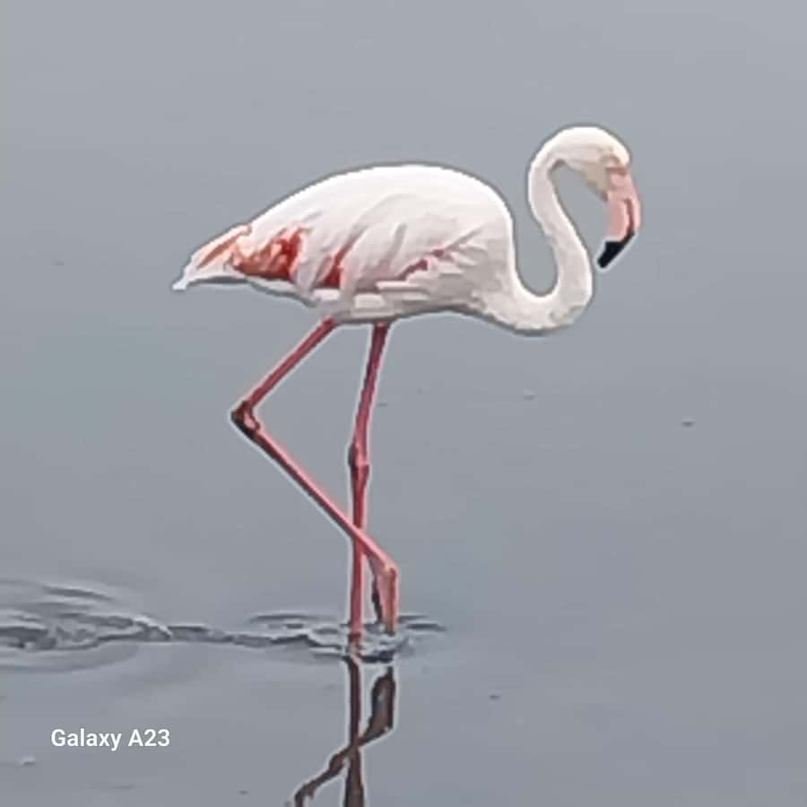 Walvis Bay: Kayaking and Sandwich Harbour Full-Day Tour - What the guides add