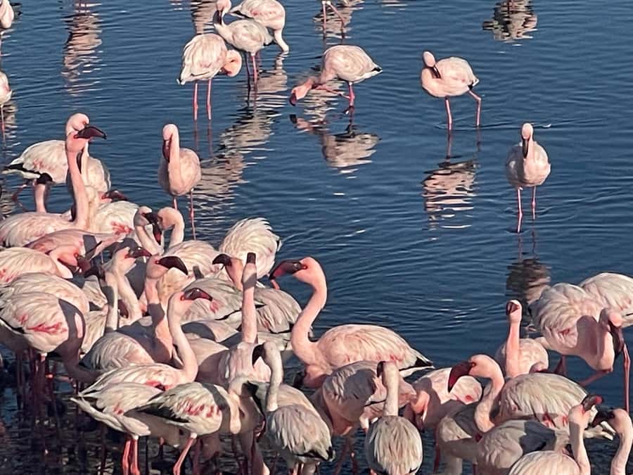 Walvis Bay: Kayaking and Sandwich Harbour Full-Day Tour - Who should book this experience?