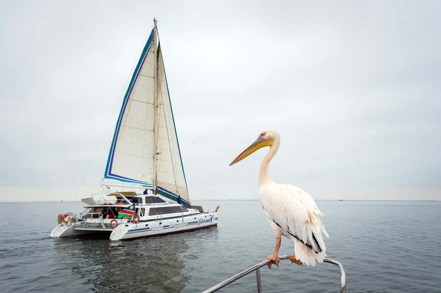 Walvis Bay: Marine Big 5 Luxury Catamaran Tour - Why this cruise works so well