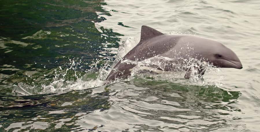 Walvis Bay: Marine Big 5 Luxury Catamaran Tour - Out into the open sea for the marine Big 5