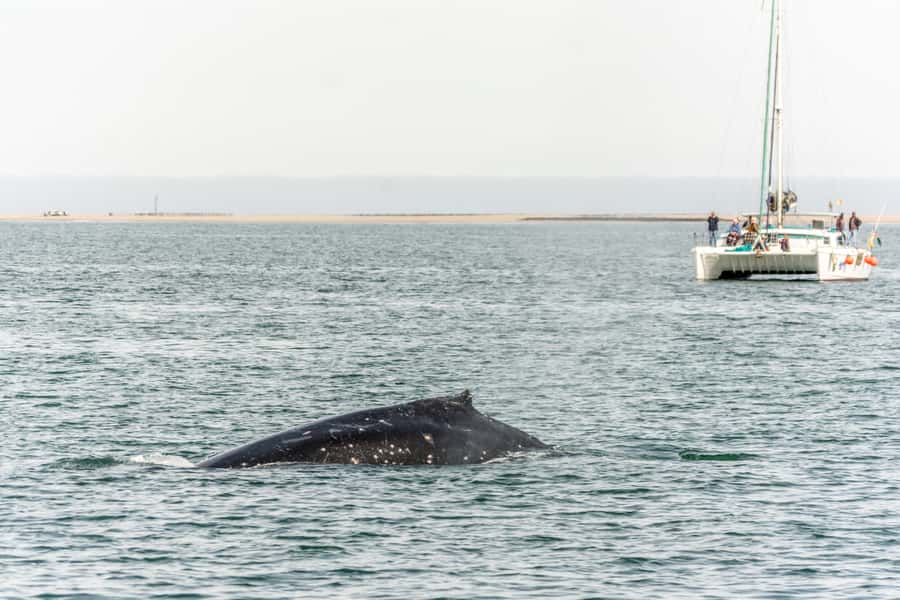 Walvis Bay: Marine Big 5 Luxury Catamaran Tour - Lunch with oysters, sparkling wine, and Namibian beer