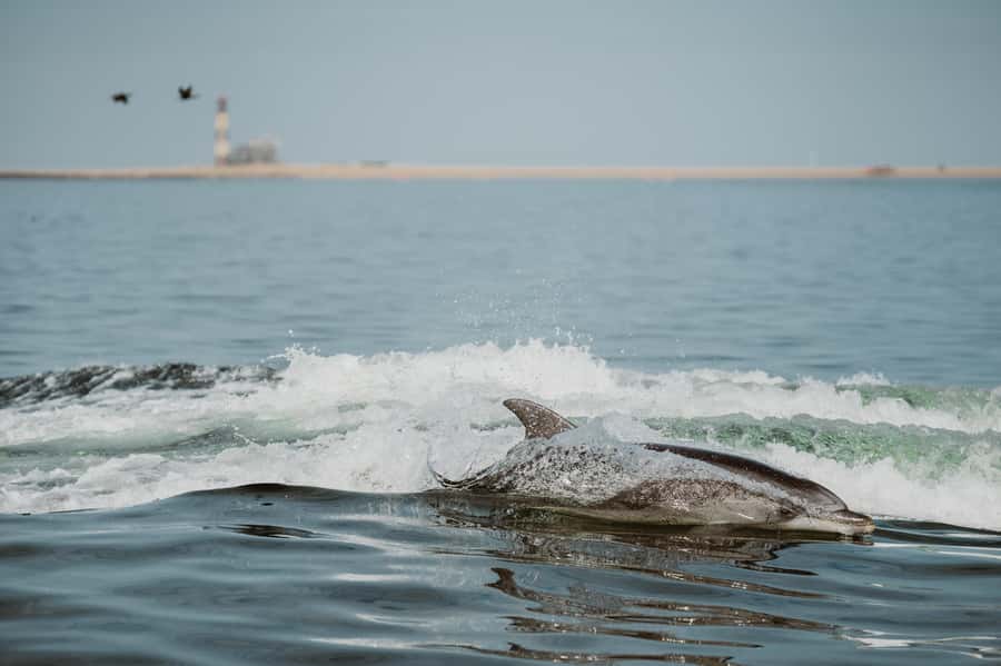 Walvis Bay: Namibian Coast Dolphin Cruise with Light Lunch - Key points