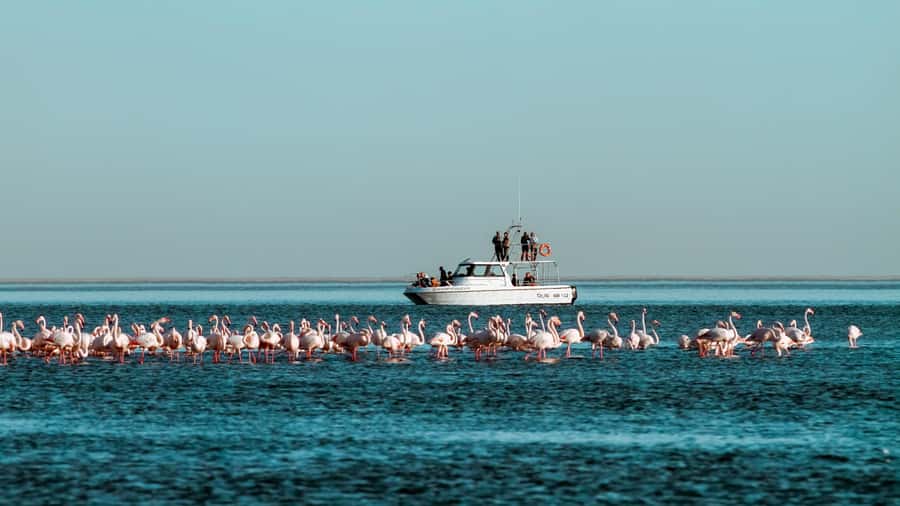 Walvis Bay: Namibian Coast Dolphin Cruise with Light Lunch - Setting out from Walvis Bay Waterfront