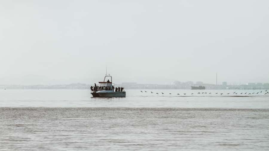 Walvis Bay: Namibian Coast Dolphin Cruise with Light Lunch - Meeting the pelicans and seals