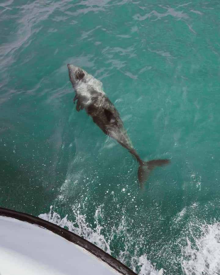 Walvis Bay: Namibian Coast Dolphin Cruise with Light Lunch - The Pelican Point lunch stop
