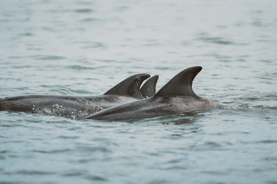 Walvis Bay: Namibian Coast Dolphin Cruise with Light Lunch - What the $155 price buys you