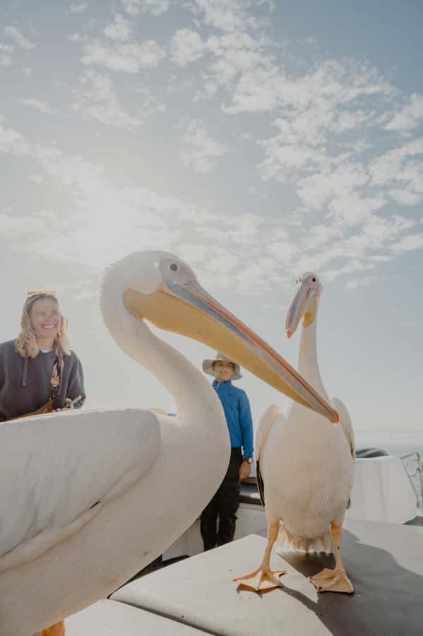 Walvis Bay: Namibian Coast Dolphin Cruise with Light Lunch - Who will enjoy this cruise most?