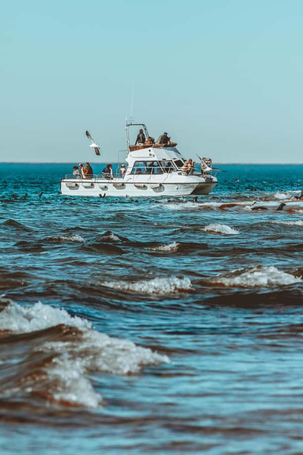 Walvis Bay: Namibian Coast Dolphin Cruise with Light Lunch - Searching the Atlantic for dolphins and whales