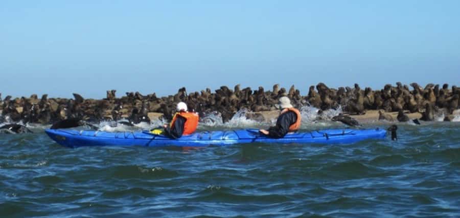 Walvis Bay: Pelican Point Kayaking Tour - Why Pelican Point makes such a good kayaking trip
