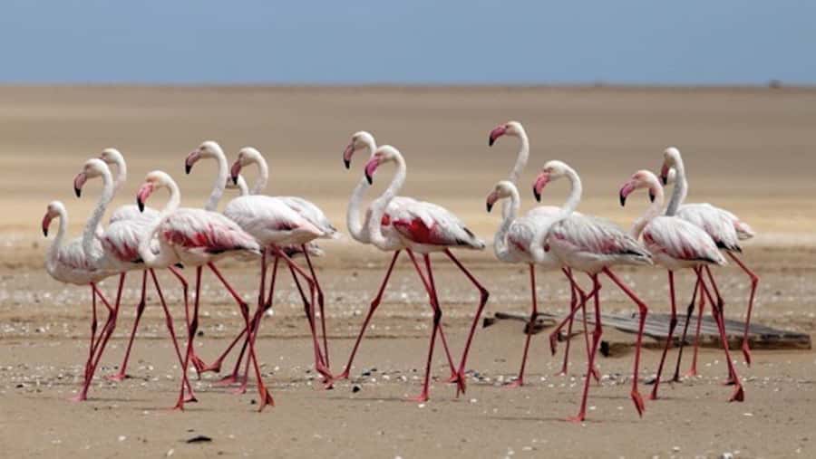 Walvis Bay: Pelican Point Kayaking Tour - Two hours beside Cape fur seals