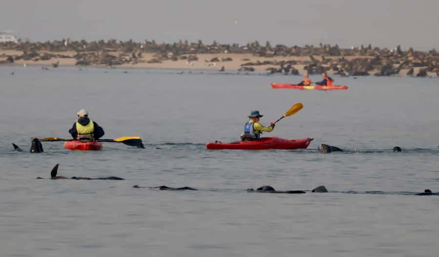 Walvis Bay: Pelican Point Kayaking Tour - What to wear and what getting wet means