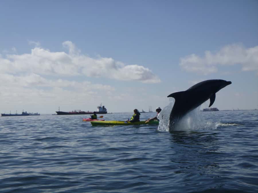 Walvis Bay: Pelican Point Kayaking Tour - Breakfast, coffee, and the value of the morning