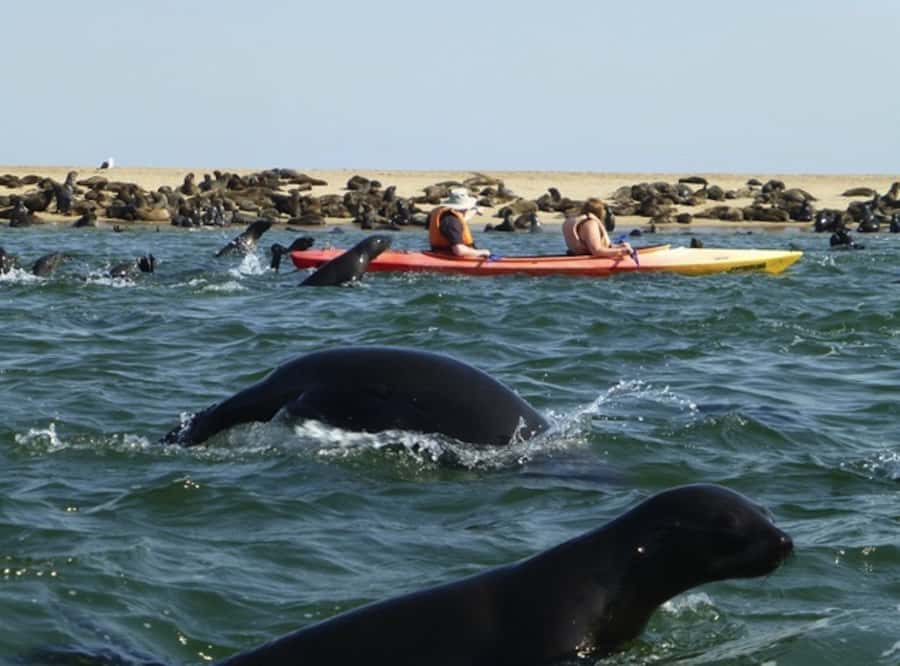 Walvis Bay: Pelican Point Kayaking Tour - Who should book this Pelican Point outing