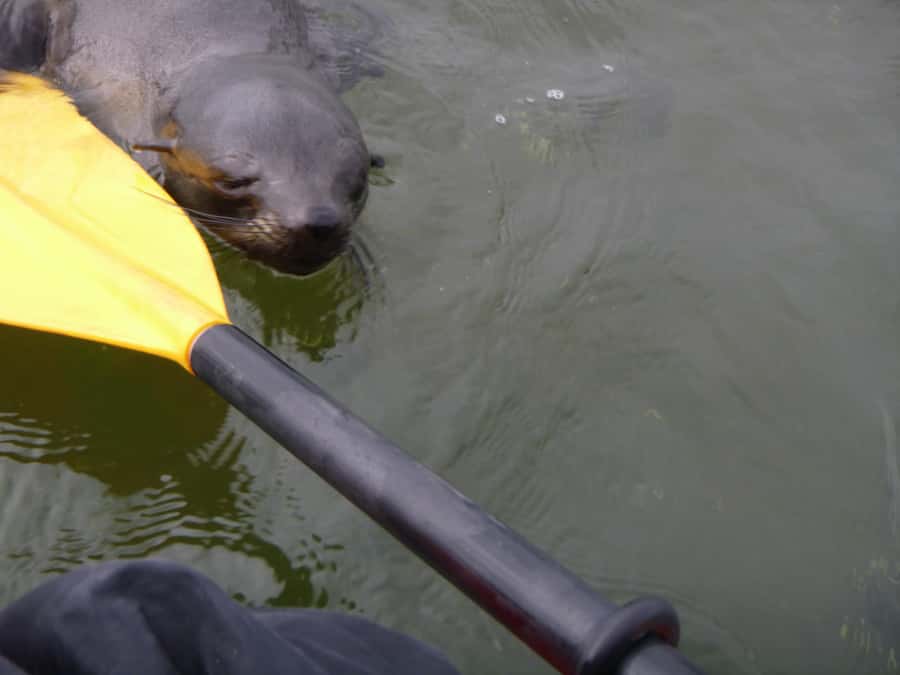 Walvis Bay: Pelican Point Kayaking Tour - Booking decision