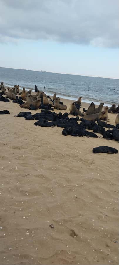 Walvis Bay: Pelican Point Seal and Sandwich Harbour Tour - The !Nara Valley game drive