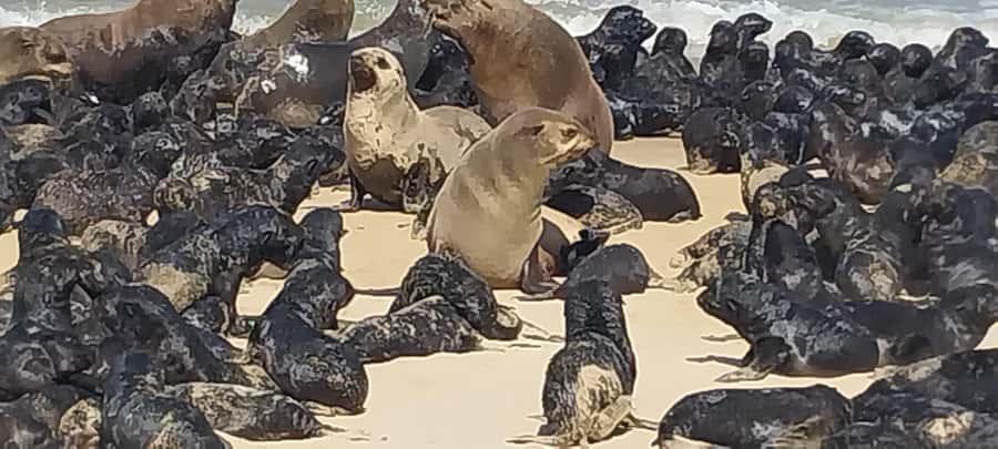 Walvis Bay: Pelican Point Seal and Sandwich Harbour Tour - What the $193 price really covers