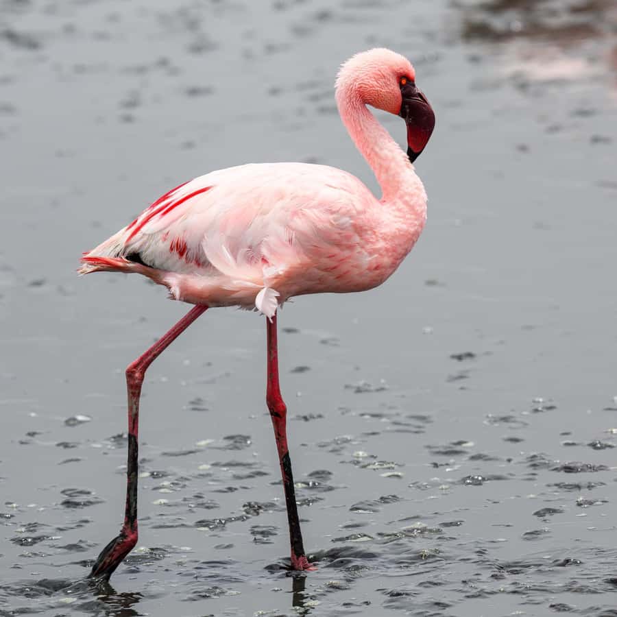 Walvis Bay: Sandwich Harbour Half-Day 4x4 Scenic Excursion - Why Sandwich Harbour is worth the rough ride