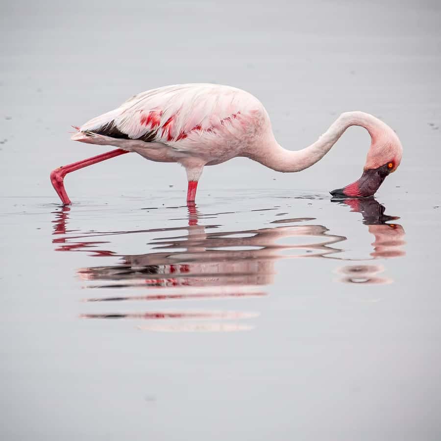 Walvis Bay: Sandwich Harbour Half-Day 4x4 Scenic Excursion - The picnic in the Namib dunes