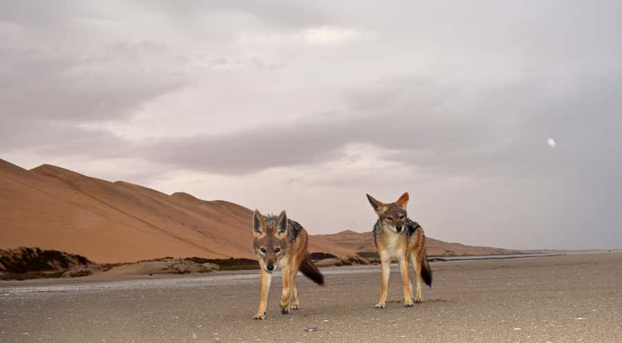 Walvis Bay: Sandwich Harbour Sunset Photography Tour - Oysters, snacks, and drinks on the sand