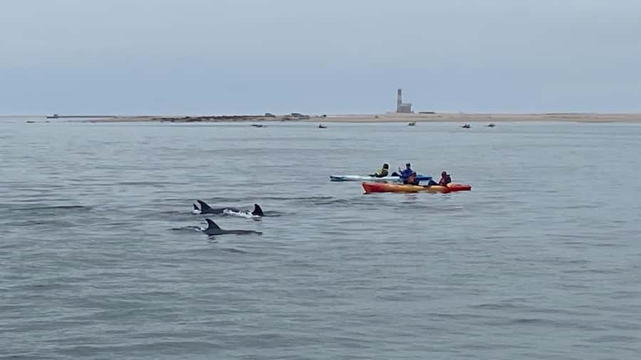 Walvis Bay: Seal Kayaking Adventure with Brunch - Meeting the seals at Pelican Point