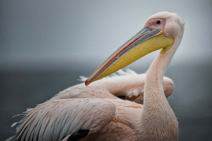 Walvis Bay: Seal Kayaking Adventure with Brunch - Kayaking in the calm Atlantic water