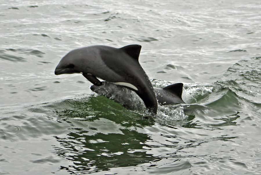Walvis Bay: Seal Kayaking Adventure with Brunch - Dolphins, jackals, and other possible sightings