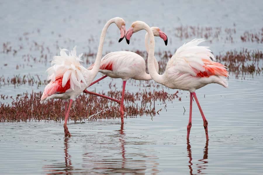 Walvis Bay: Seal Kayaking Adventure with Brunch - Beach time, shells, and a proper brunch